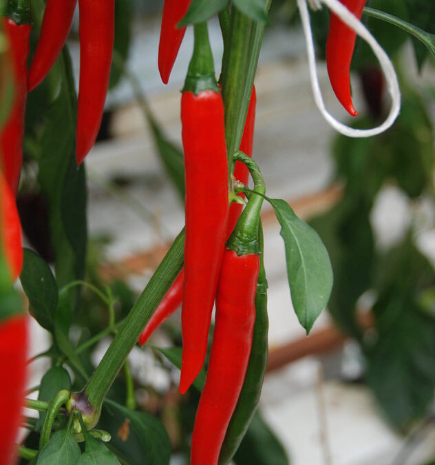 Chili Rood Asia Type TP5511