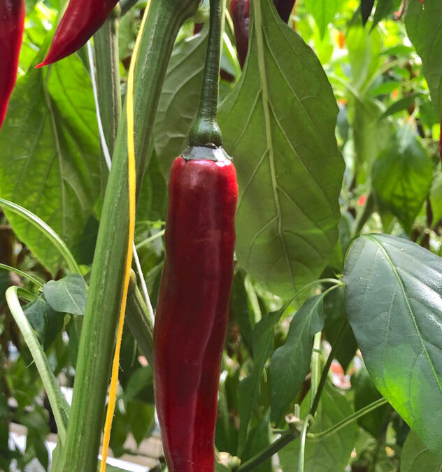 Chili Rood TP5512