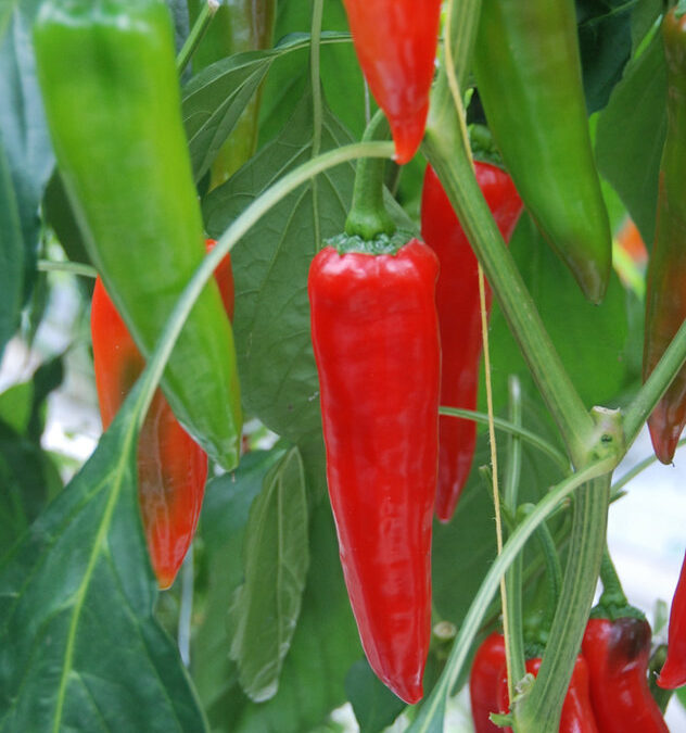Chili XL Rood TP5513