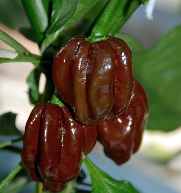 Habanero Bruin TP5918