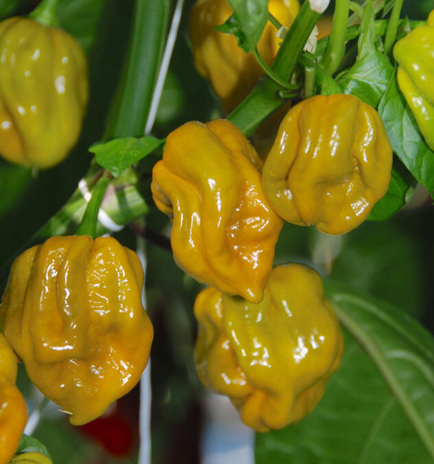 Habanero Groen TP5921