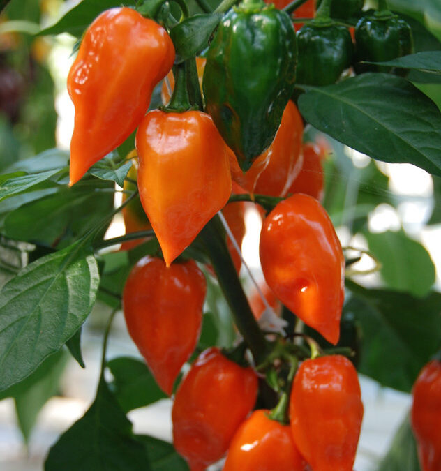Habanero Oranje TP5917