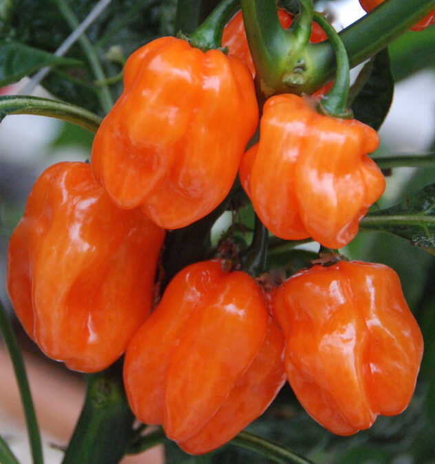 Habanero Oranje TP5964