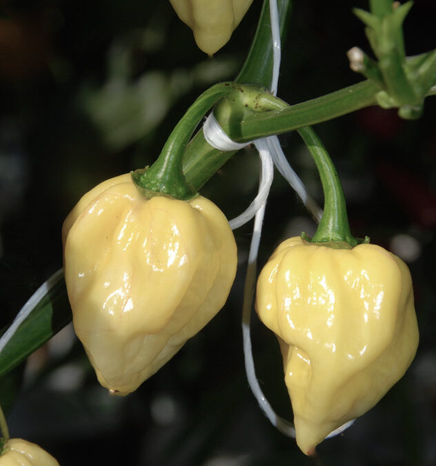 Habanero Wit TP5920