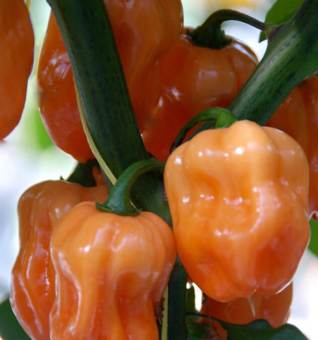 Habanero Roze TP5919