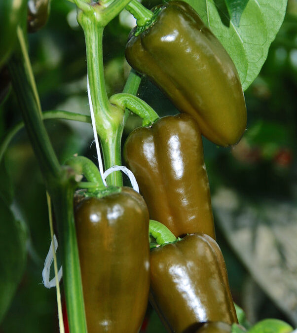 Snack Pepper Groen TP4203