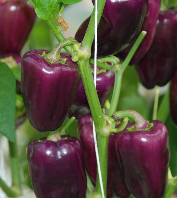 Snack Pepper Lila TP4201