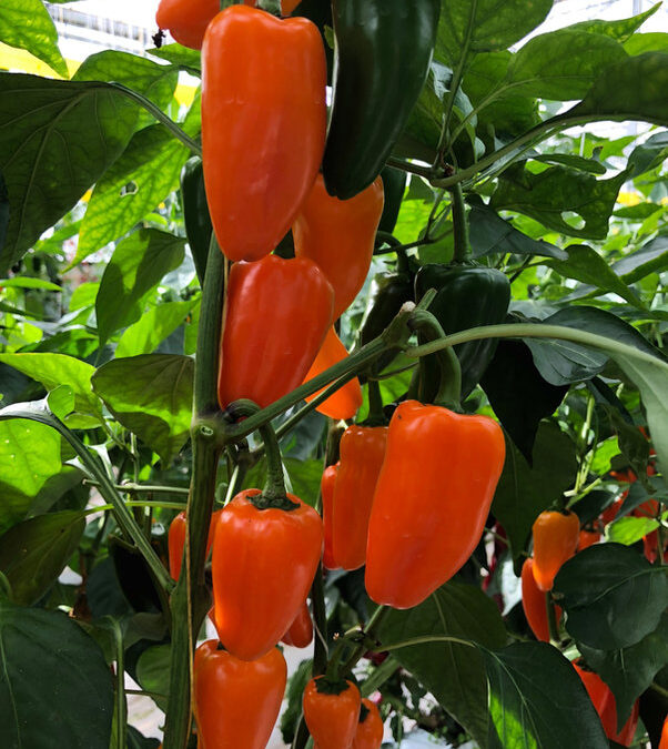Snack Pepper Oranje TP3206