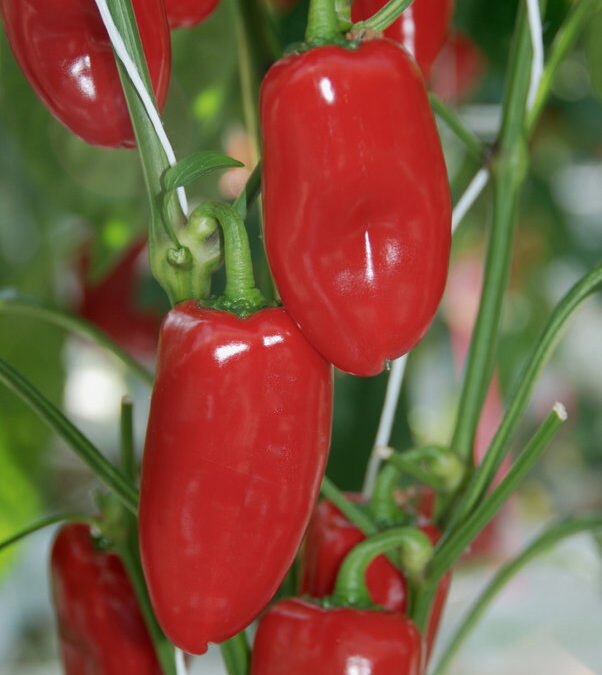 Snack Pepper Rood TP1201