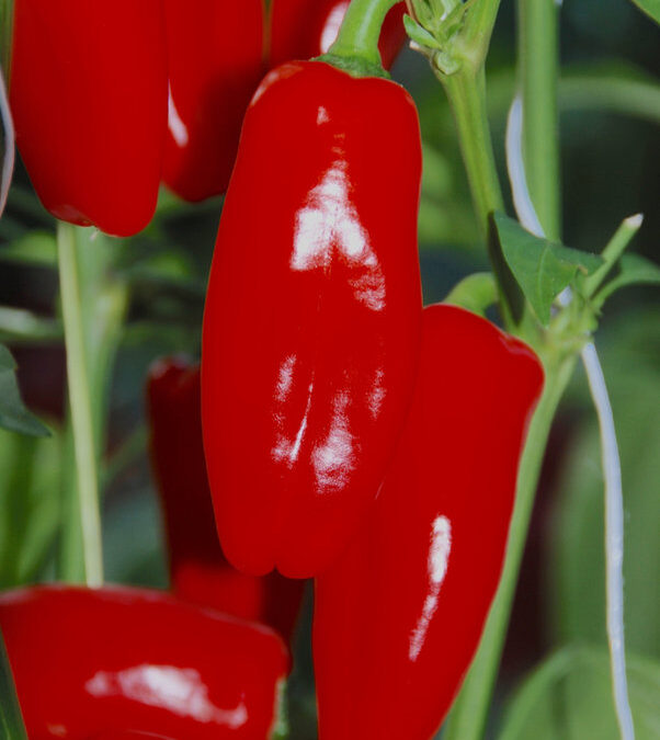 Snack Pepper Rood TP1202