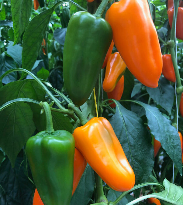 Snack Pepper Oranje TP3207