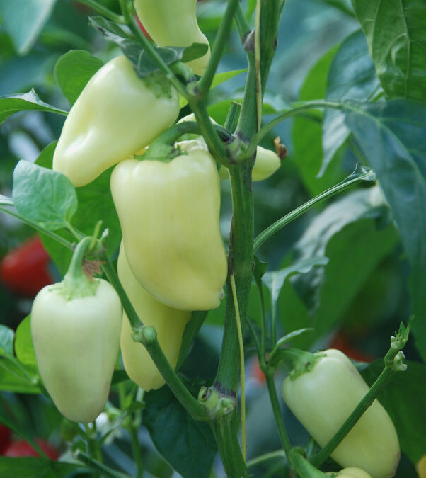 Snack Pepper Wit TP4204