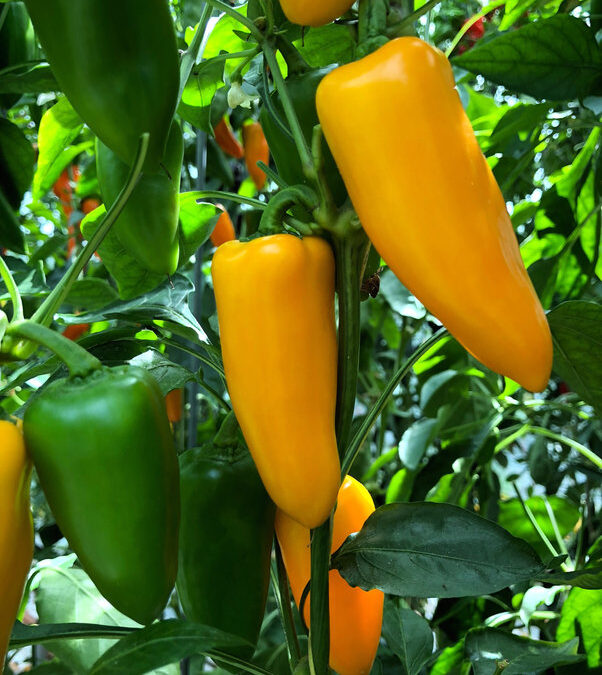Snack Pepper Geel TP2206